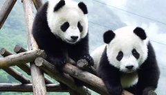 上海绿光教育成都夏令营带你看熊猫游都江堰